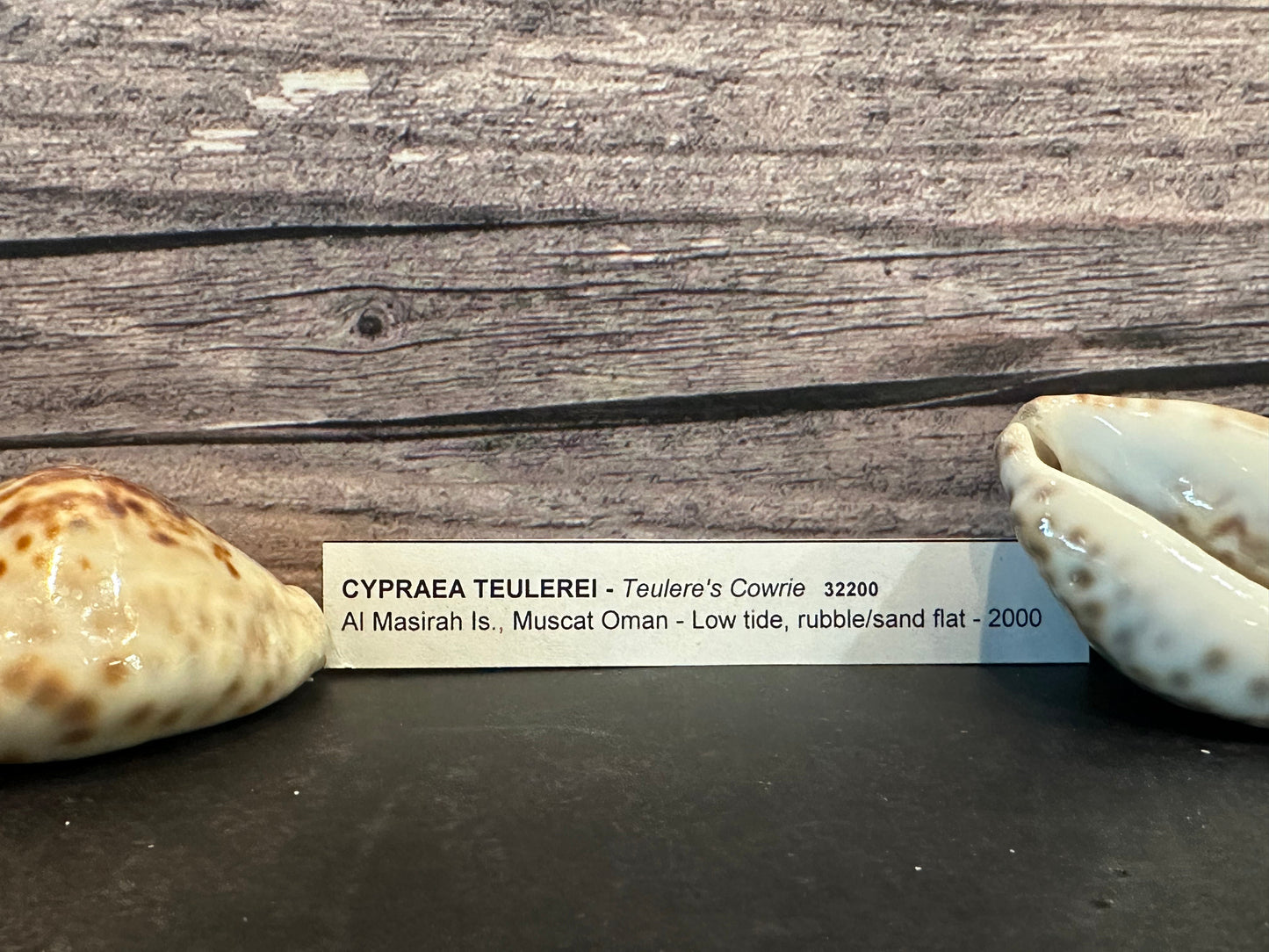Teulere’s Cowrie Shell – Cypraea teulerei (1.5"+)