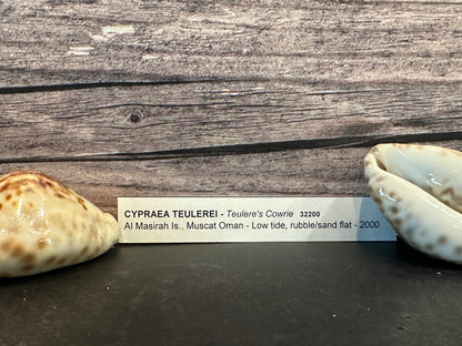 Teulere’s Cowrie Shell – Cypraea teulerei (1.5"+)