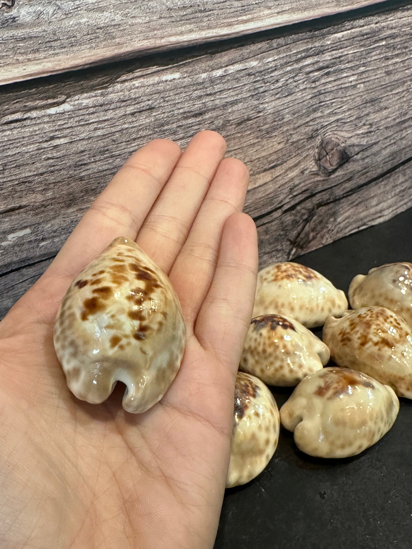 Teulere’s Cowrie Shell – Cypraea teulerei (1.5"+)
