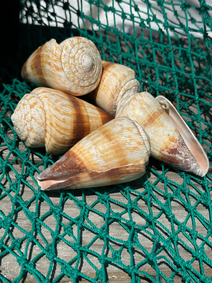 Soldier Cone Shells - Conus miles