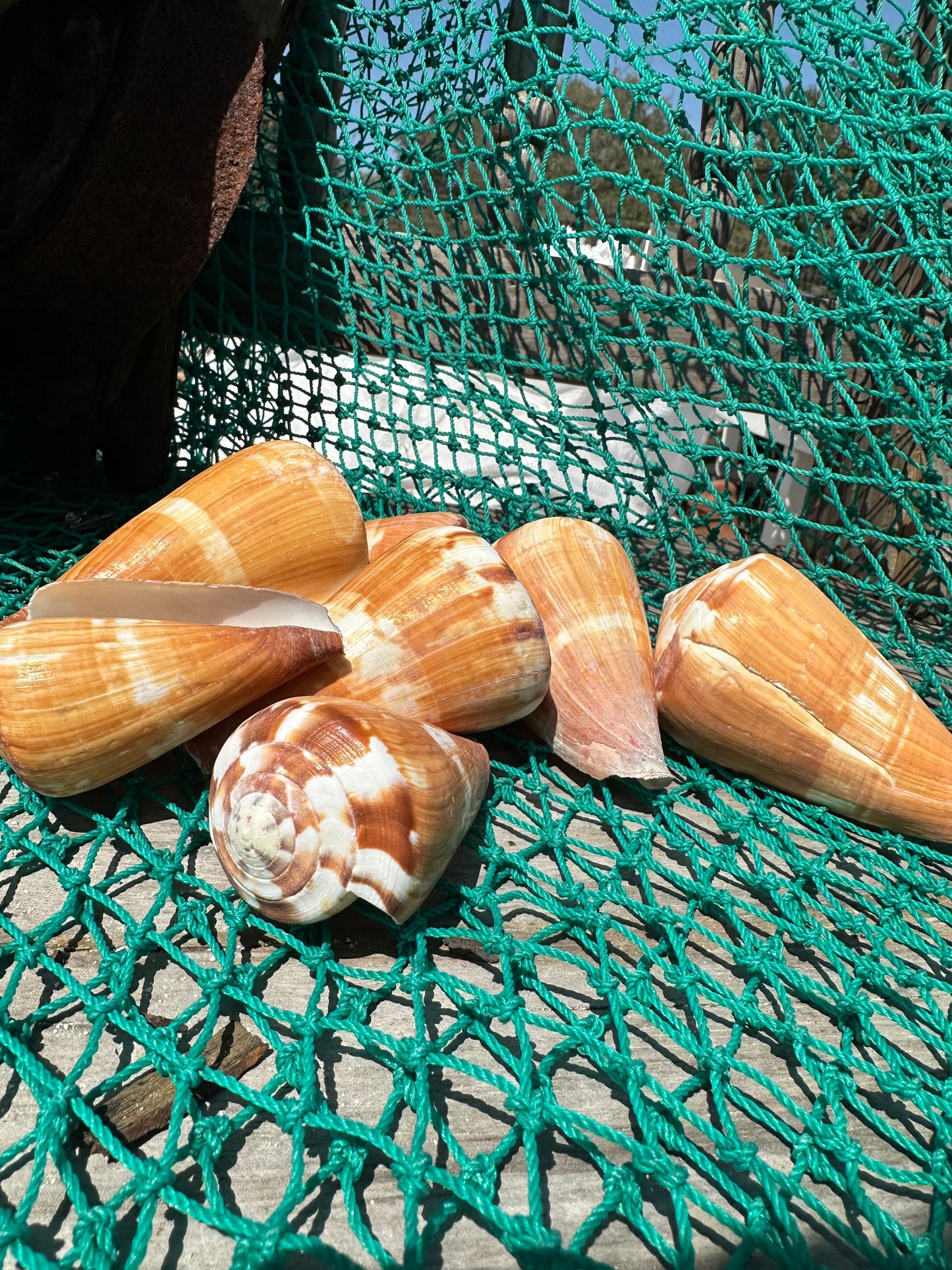 Flag Cone Shells- Conus vexillum