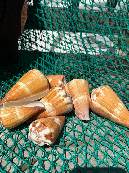 Flag Cone Shells- Conus vexillum