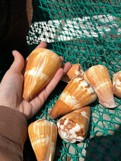 Flag Cone Shells- Conus vexillum