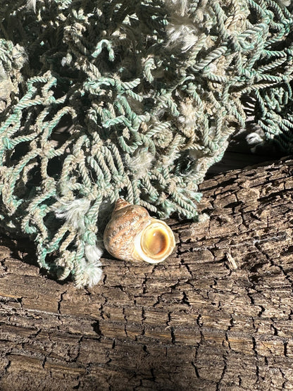 Snake Skin Turbo Shell with Operculum – Turbo sarmaticus – 1.3" (33 mm)