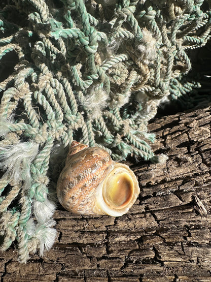 Snake Skin Turbo Shell with Operculum – Turbo sarmaticus – 1.3" (33 mm)