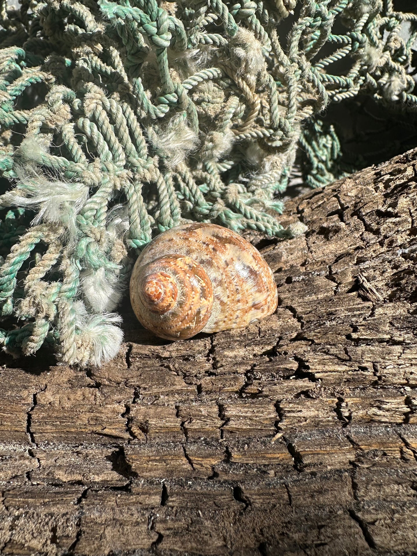 Snake Skin Turbo Shell with Operculum – Turbo sarmaticus – 1.3" (33 mm)