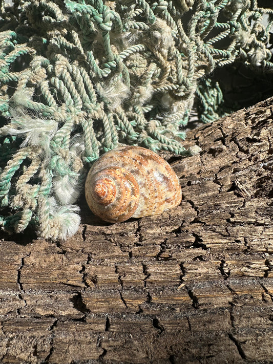 Snake Skin Turbo Shell with Operculum – Turbo sarmaticus – 1.3" (33 mm)