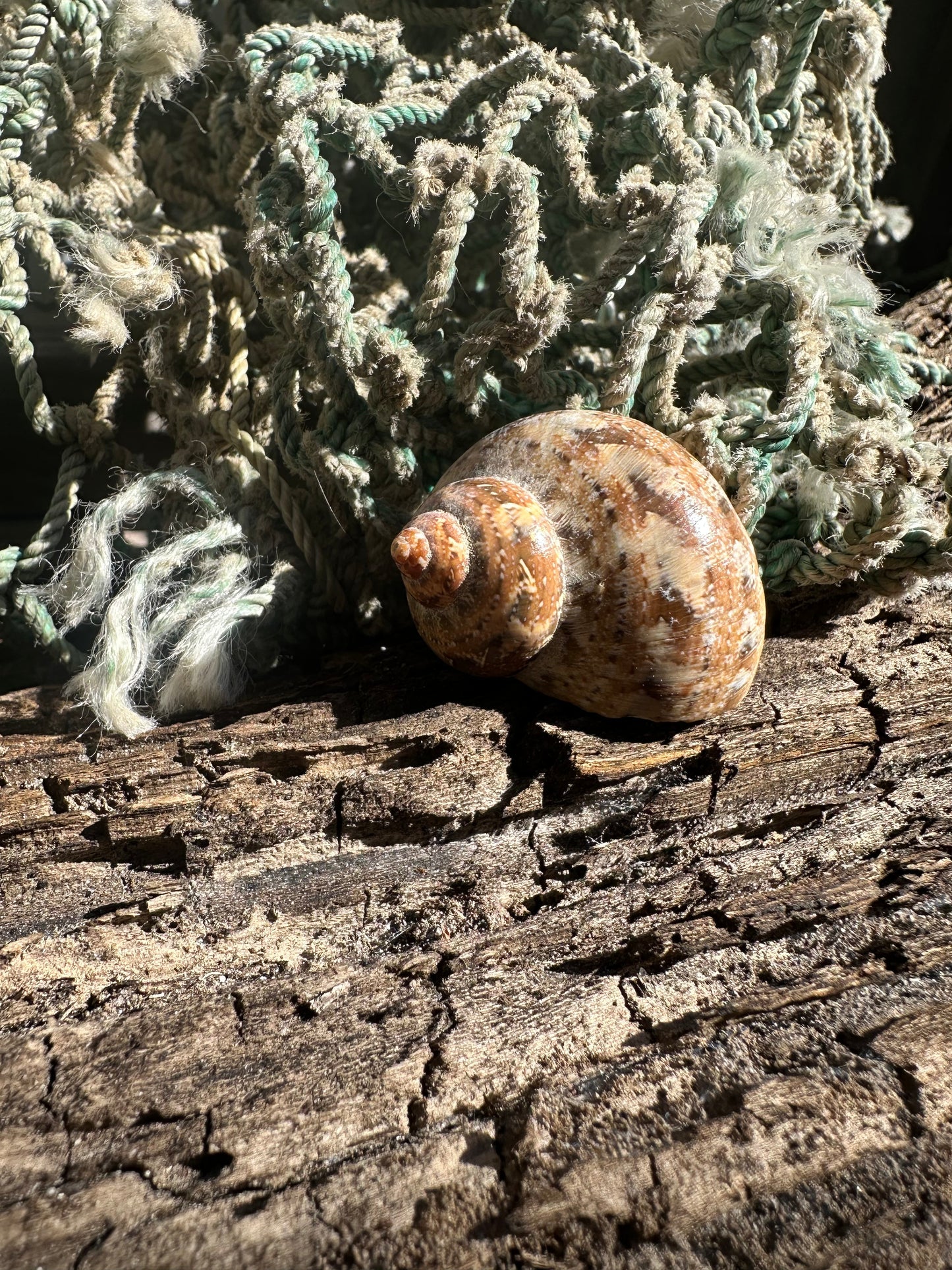 Snake Skin Turbo Shell with Operculum – Turbo sarmaticus – 1.3" (33 mm)