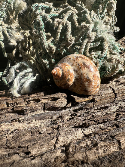 Snake Skin Turbo Shell with Operculum – Turbo sarmaticus – 1.3" (33 mm)