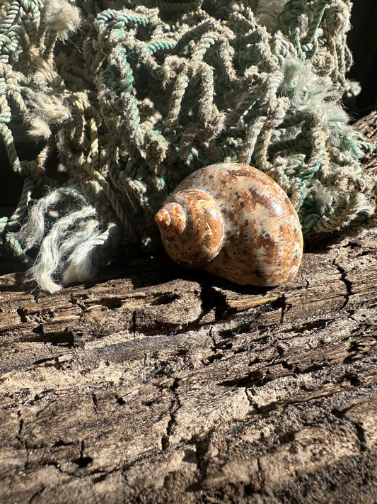 Snake Skin Turbo Shell with Operculum – Turbo sarmaticus – 1.3" (33 mm)