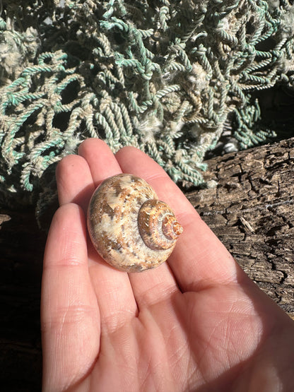 Snake Skin Turbo Shell with Operculum – Turbo sarmaticus – 1.3" (33 mm)