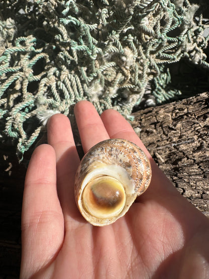 Snake Skin Turbo Shell with Operculum – Turbo sarmaticus – 1.3" (33 mm)