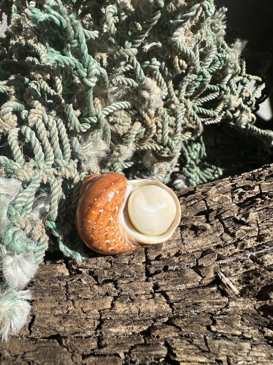 Snake Skin Turbo Shell with Operculum – Turbo sarmaticus – 1.3" (35 mm)