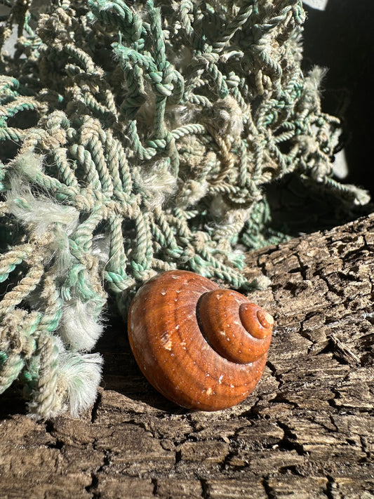 Snake Skin Turbo Shell with Operculum – Turbo sarmaticus – 1.3" (35 mm)