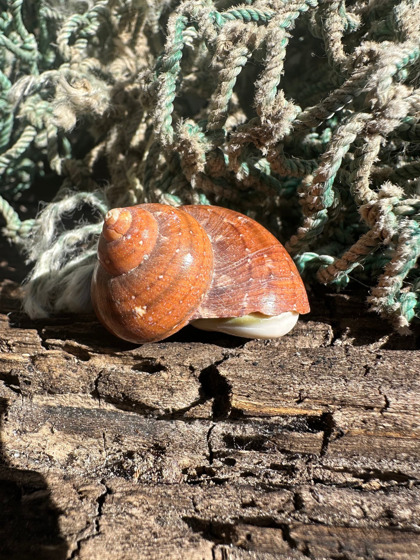 Snake Skin Turbo Shell with Operculum – Turbo sarmaticus – 1.3" (35 mm)