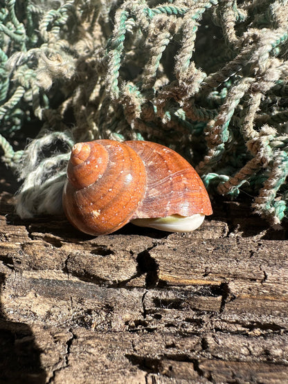 Snake Skin Turbo Shell with Operculum – Turbo sarmaticus – 1.3" (35 mm)