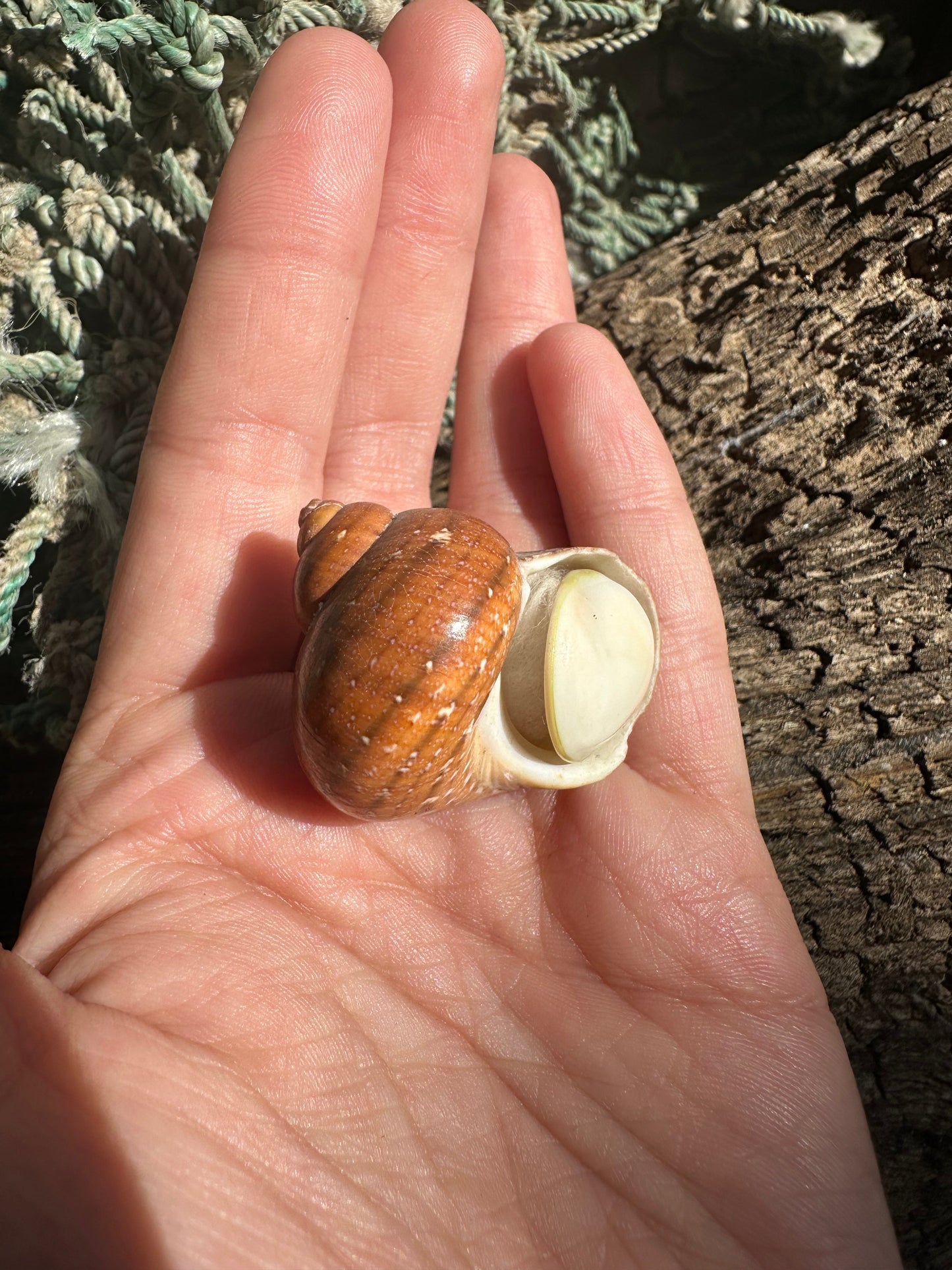 Snake Skin Turbo Shell with Operculum – Turbo sarmaticus – 1.3" (35 mm)