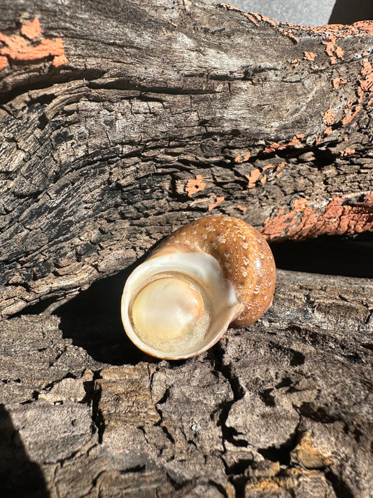 Snake Skin Turbo Shell with Operculum – Turbo sarmaticus – 1.5" (38 mm)