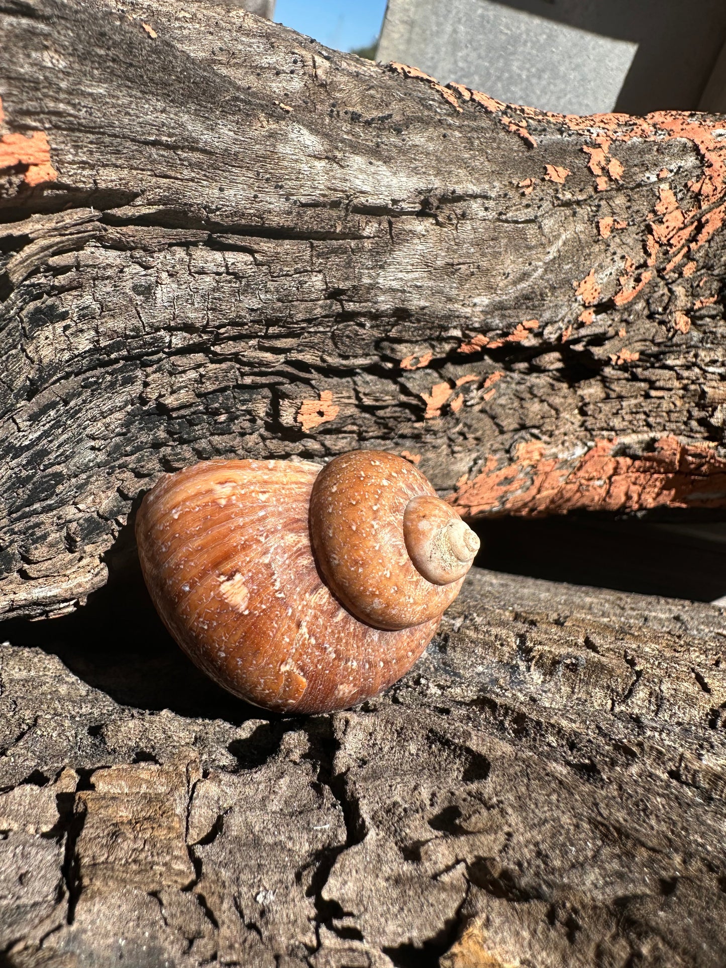 Snake Skin Turbo Shell with Operculum – Turbo sarmaticus – 1.5" (38 mm)