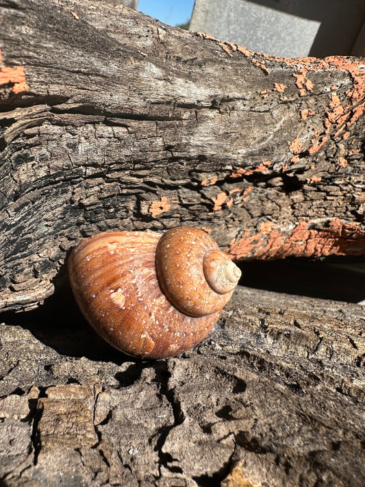 Snake Skin Turbo Shell with Operculum – Turbo sarmaticus – 1.5" (38 mm)