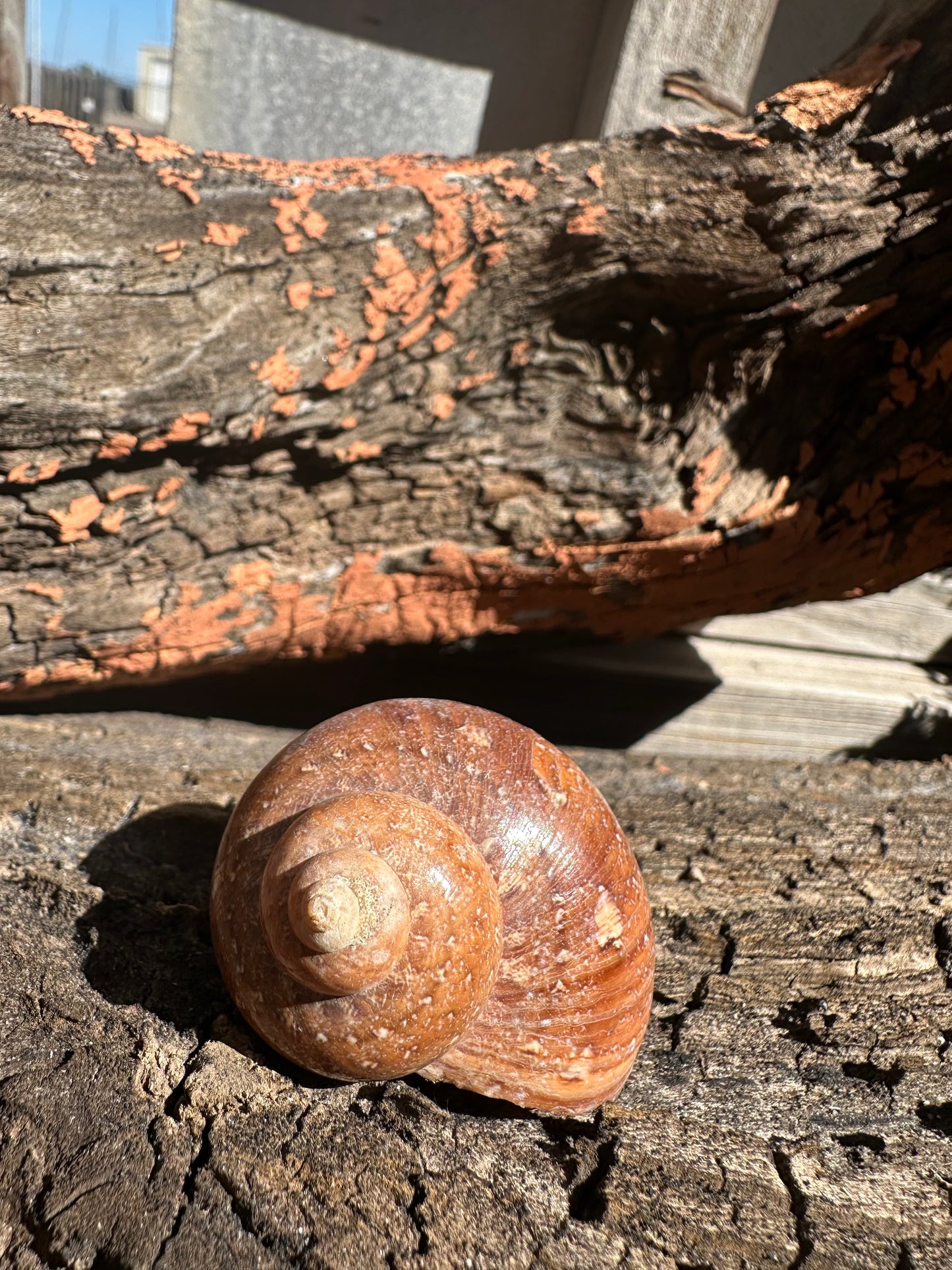 Snake Skin Turbo Shell with Operculum – Turbo sarmaticus – 1.5" (38 mm)