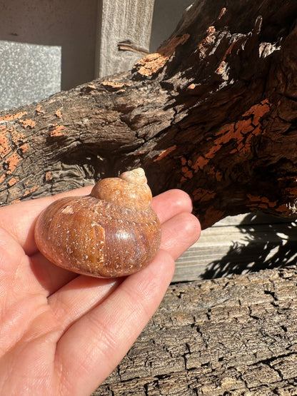 Snake Skin Turbo Shell with Operculum – Turbo sarmaticus – 1.5" (38 mm)