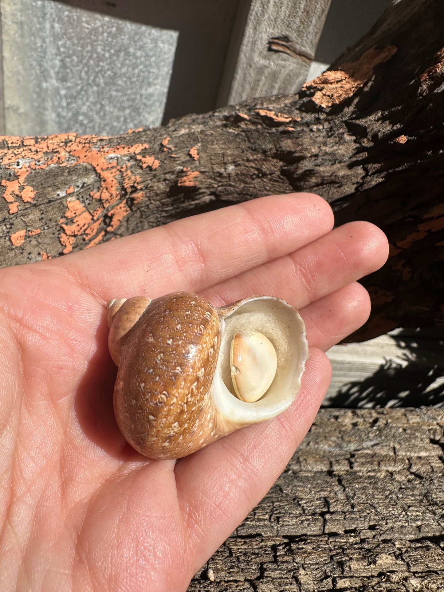 Snake Skin Turbo Shell with Operculum – Turbo sarmaticus – 1.5" (38 mm)