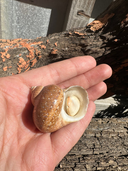 Snake Skin Turbo Shell with Operculum – Turbo sarmaticus – 1.5" (38 mm)