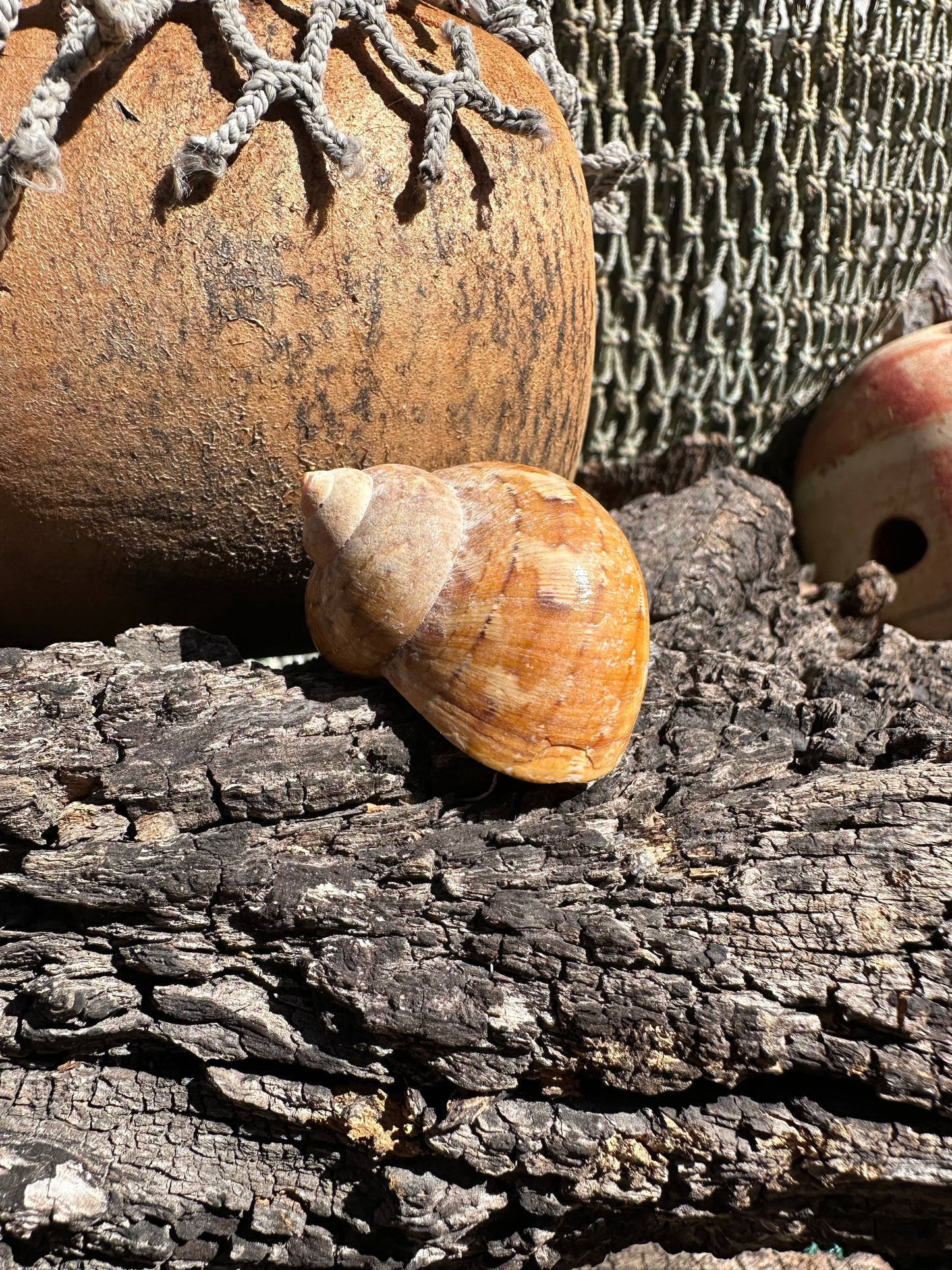 Snakeskin Turbo shell with operculum resting on driftwood with netting and buoys in background