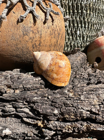 Snakeskin Turbo shell with operculum resting on driftwood with netting and buoys in background