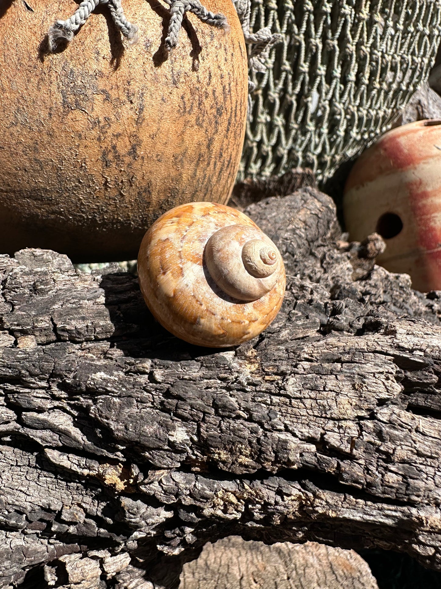 Snakeskin Turbo shell with operculum resting on driftwood with netting and buoys in background