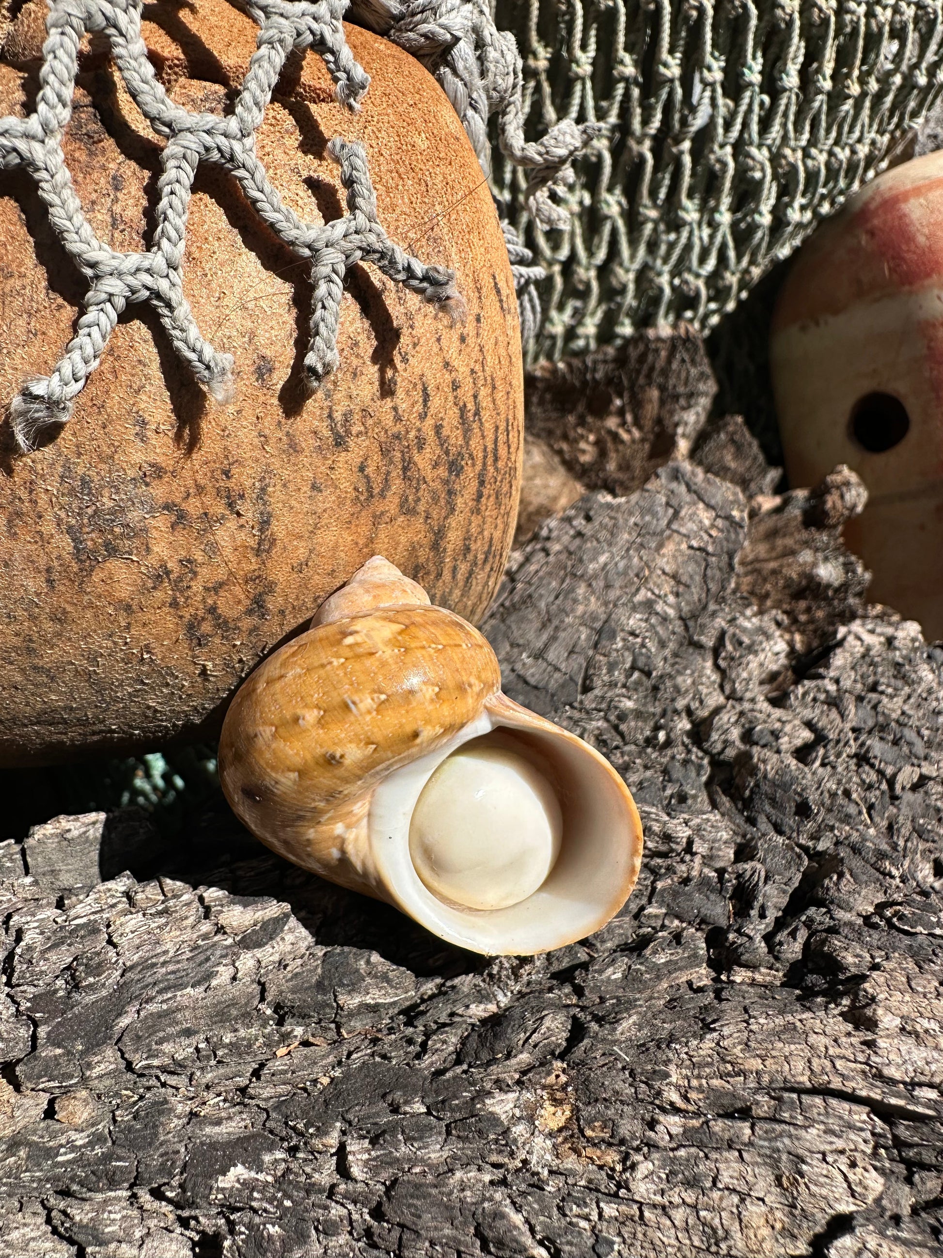 Snakeskin Turbo shell with operculum resting on driftwood with netting and buoys in background