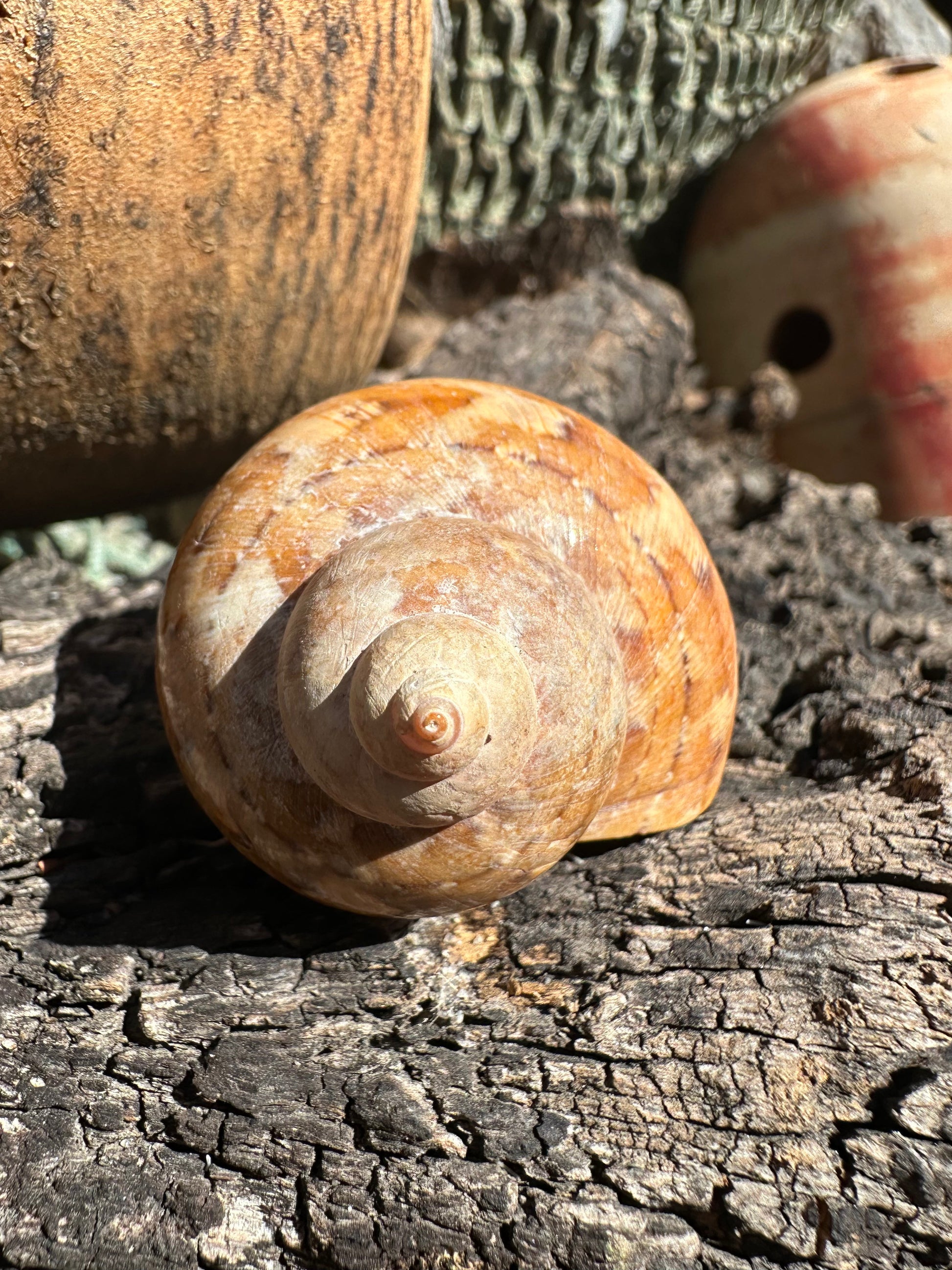 Snakeskin Turbo shell with operculum resting on driftwood with netting and buoys in background