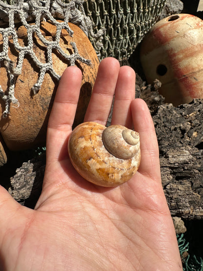 Snakeskin Turbo shell with operculum resting on driftwood with netting and buoys in background