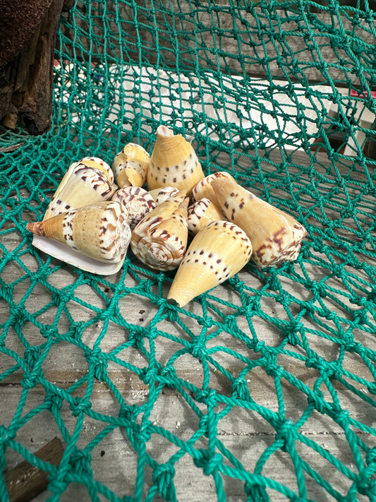 Weasel Cone Shell- Conus mustelinus