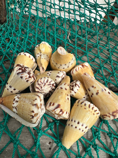 Weasel Cone Shell- Conus mustelinus