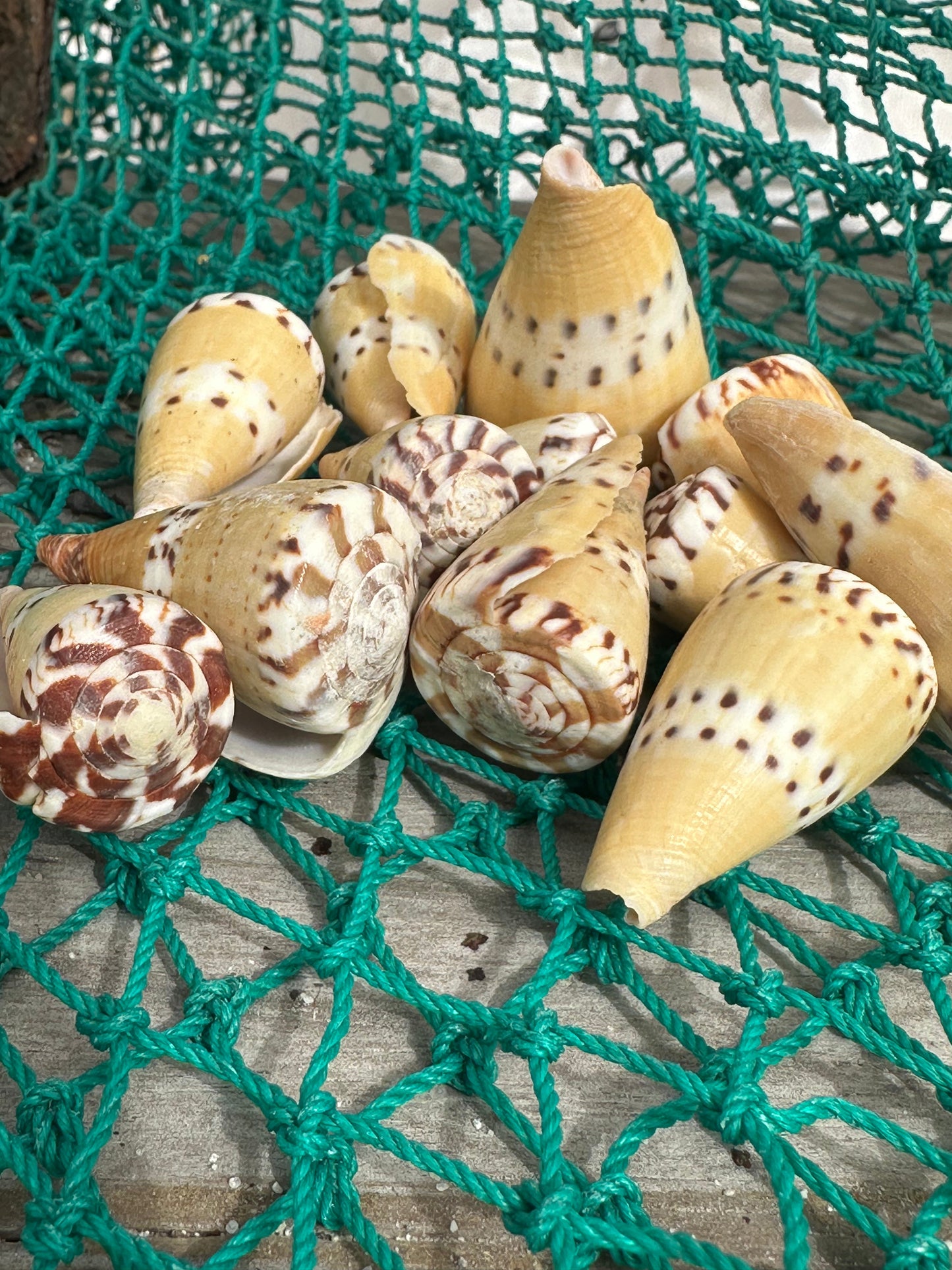 Weasel Cone Shell- Conus mustelinus
