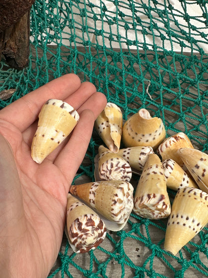 Weasel Cone Shell- Conus mustelinus