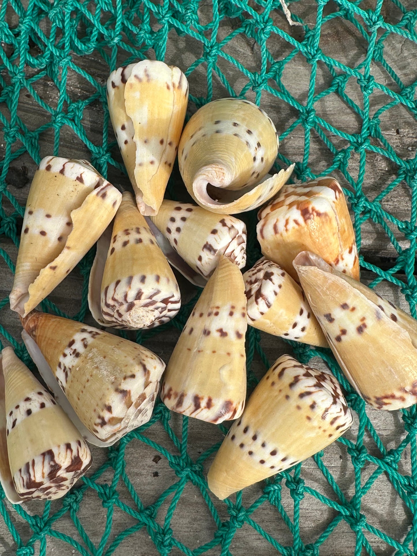 Weasel Cone Shell- Conus mustelinus