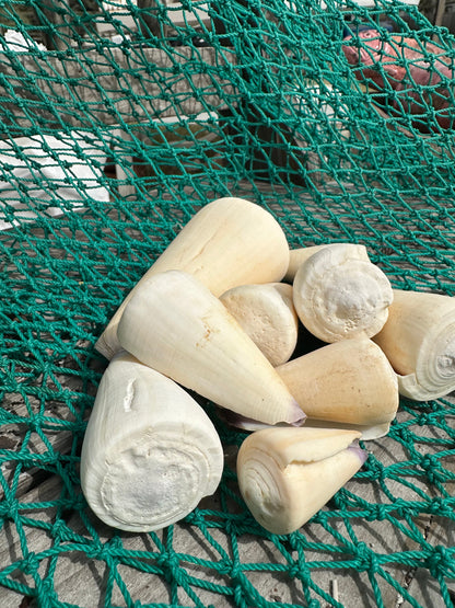 Group of ivory white Virgin Cone shells (Conus virgo) arranged on green netting, showcasing their smooth pointed shapes