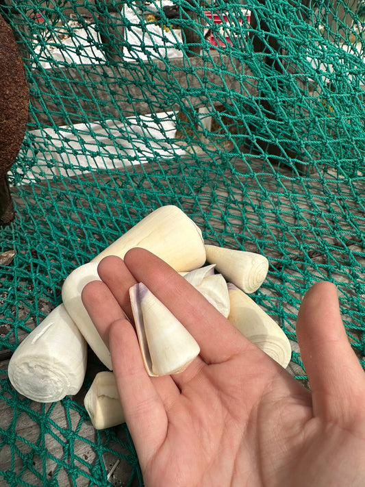 Group of ivory white Virgin Cone shells (Conus virgo) arranged on green netting, showcasing their smooth pointed shapes