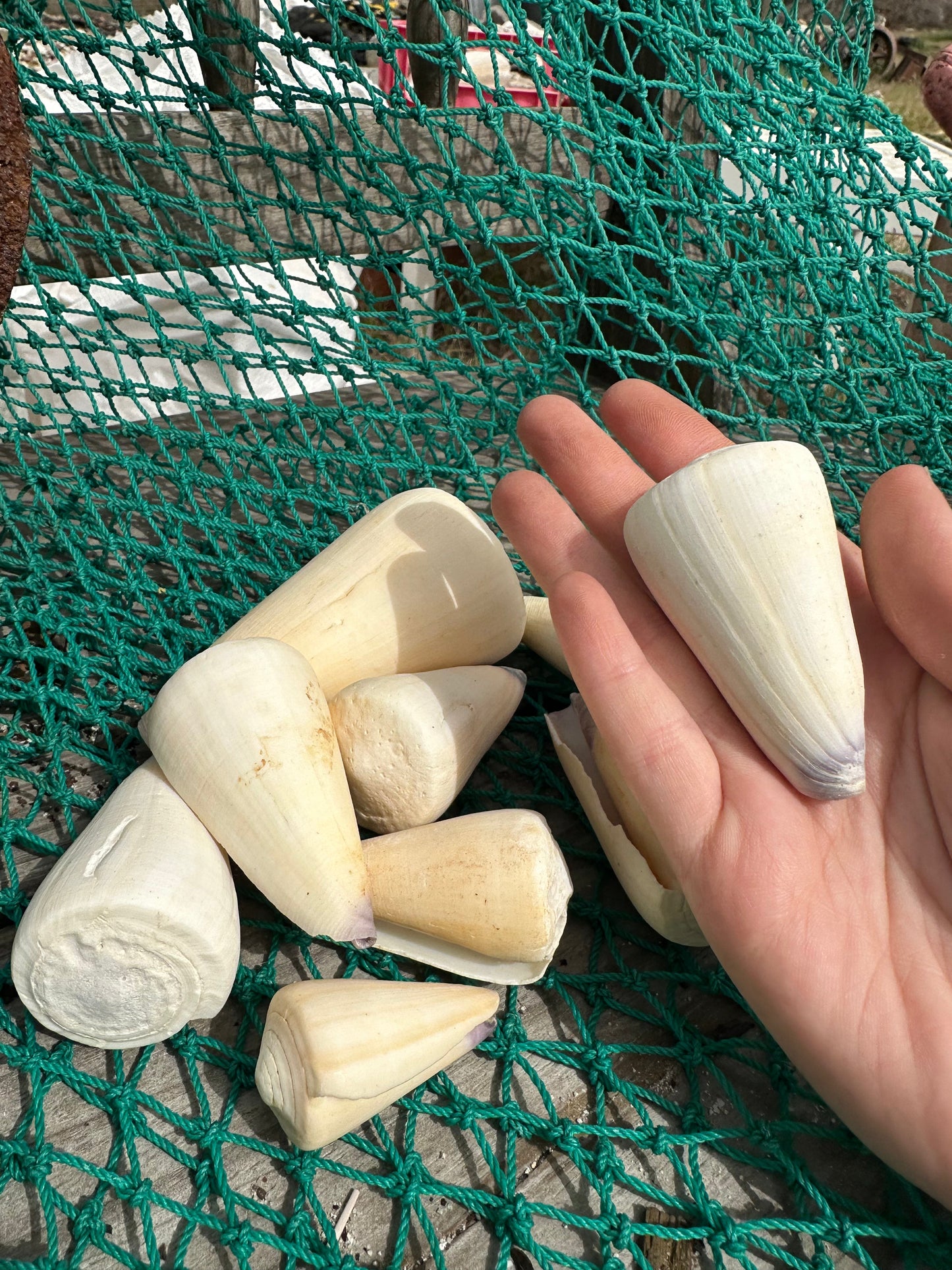 Group of ivory white Virgin Cone shells (Conus virgo) arranged on green netting, showcasing their smooth pointed shapes