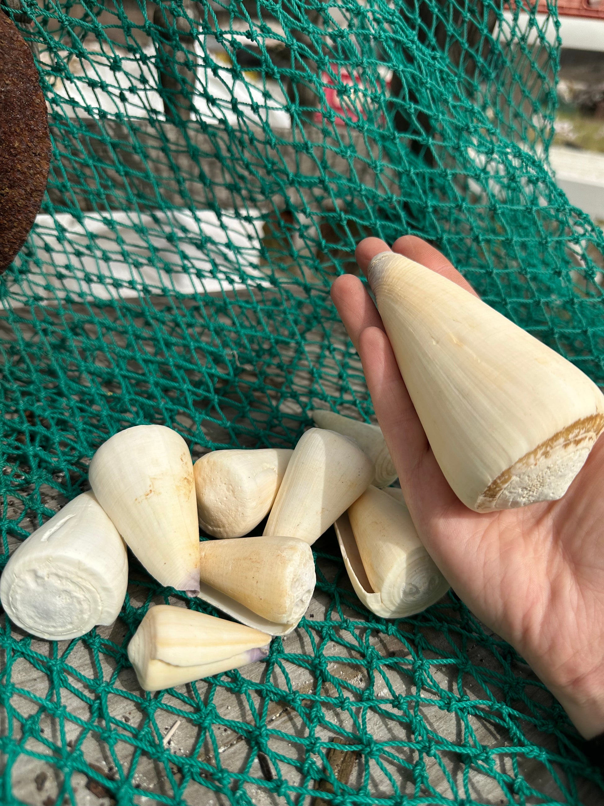 Group of ivory white Virgin Cone shells (Conus virgo) arranged on green netting, showcasing their smooth pointed shapes