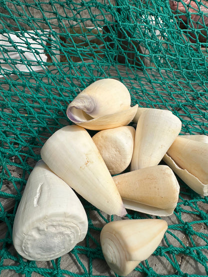 Group of ivory white Virgin Cone shells (Conus virgo) arranged on green netting, showcasing their smooth pointed shapes