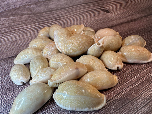 Boivin’s Cowrie Shells – Cypraea boivinii