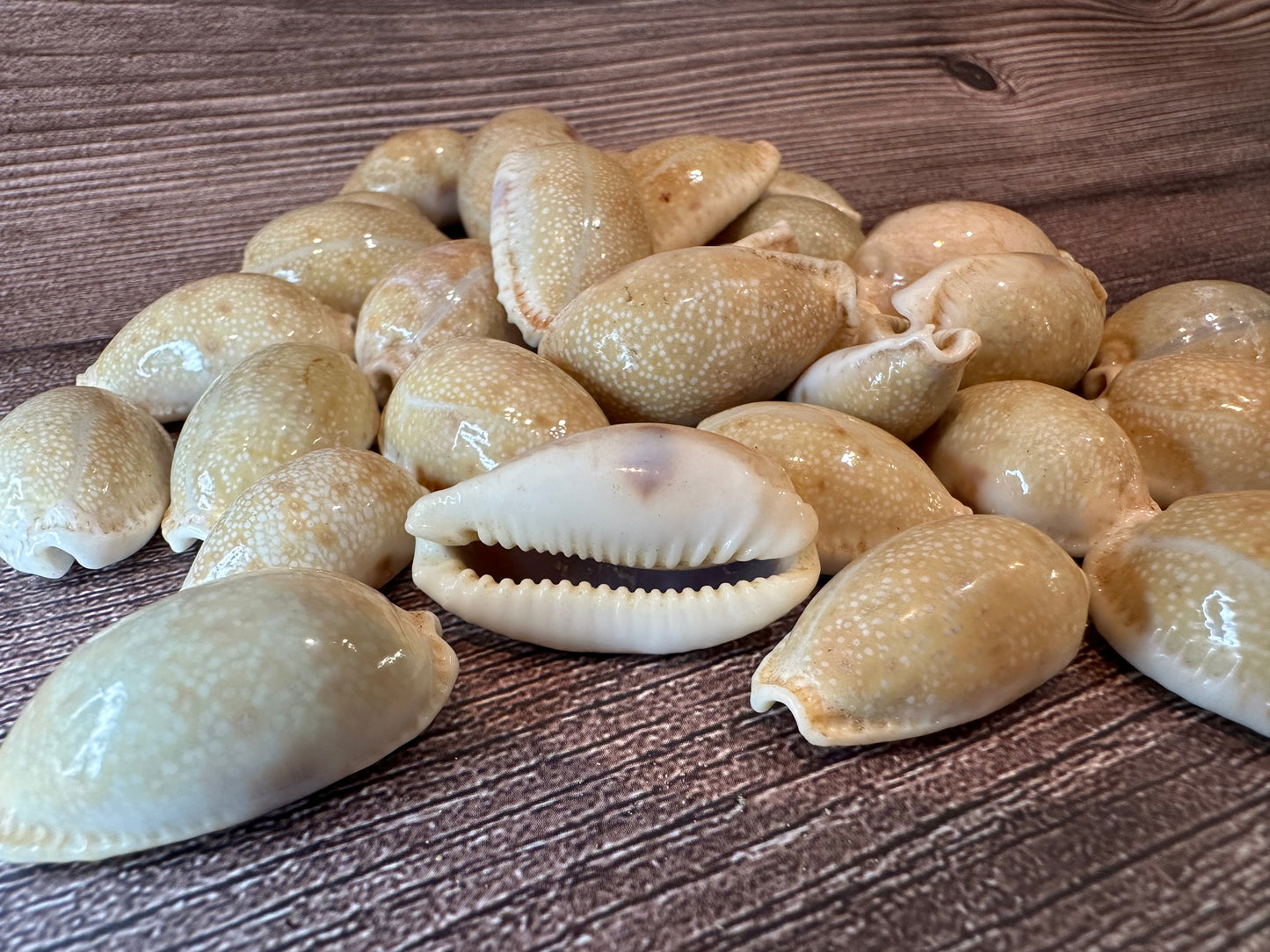 Boivin’s Cowrie Shells – Cypraea boivinii