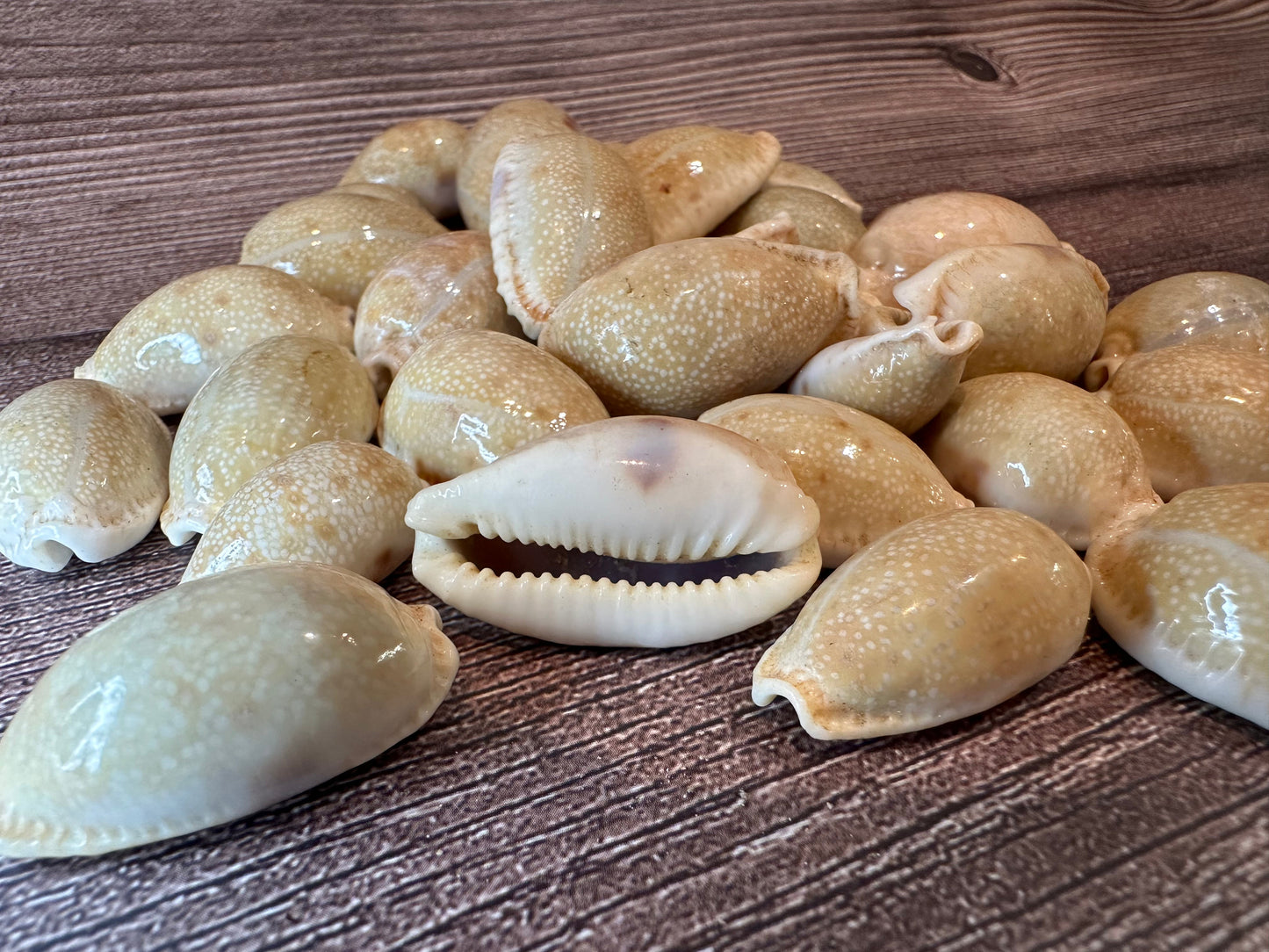 Boivin’s Cowrie Shells – Cypraea boivinii