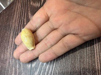 Boivin’s Cowrie Shells – Cypraea boivinii