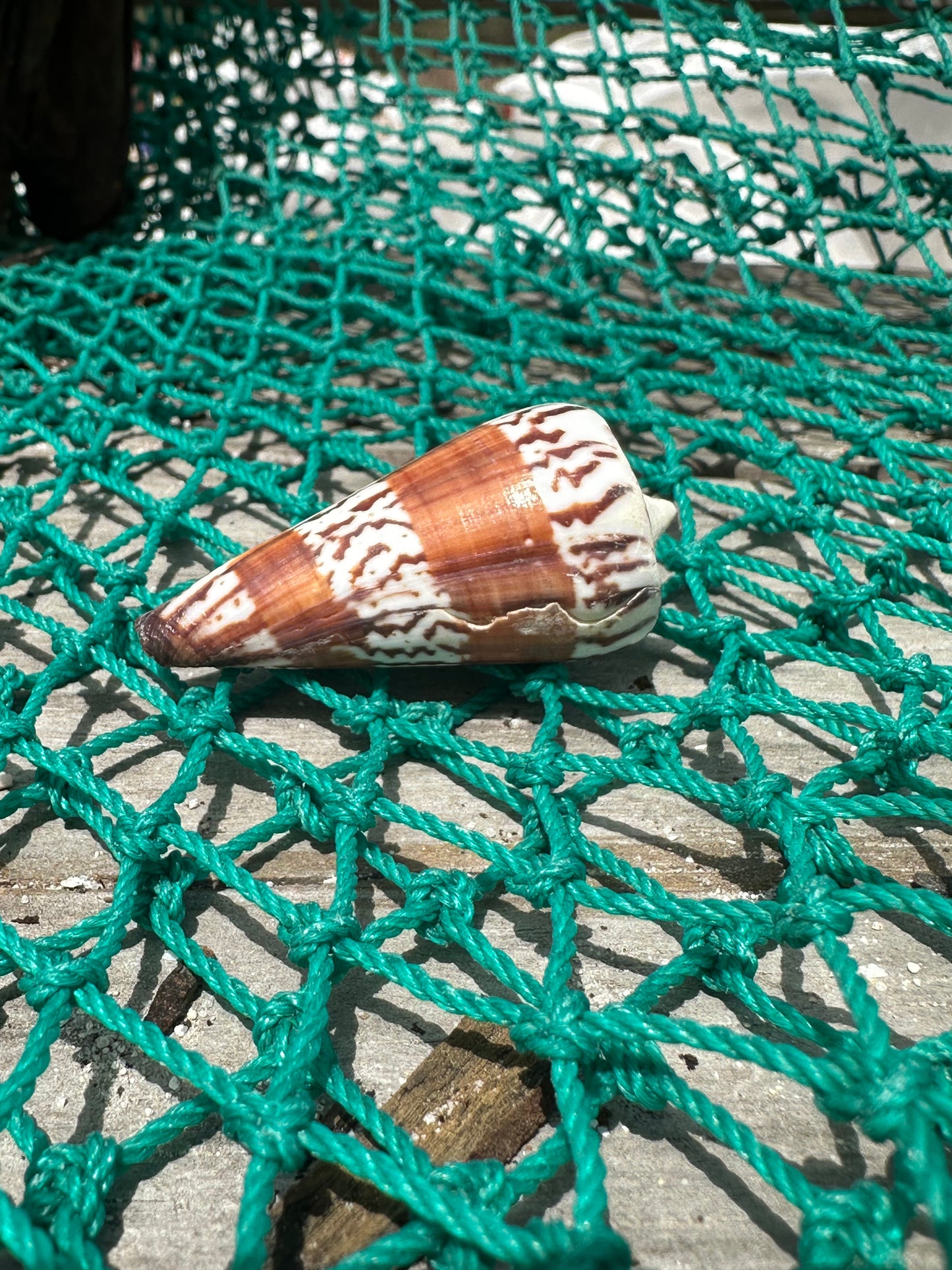 The General Cone Shell- Conus generalis