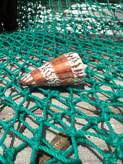 The General Cone Shell- Conus generalis